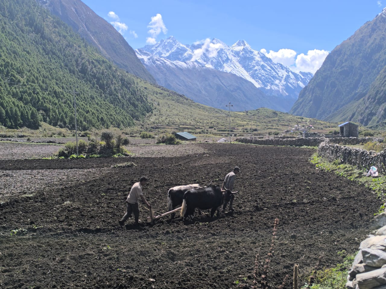 two men ploughing the ox in beautiful valley of Mansalu where in the background manaslu peak is seen.