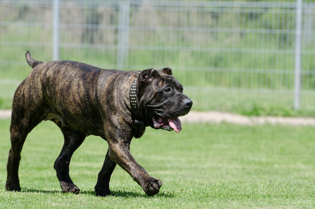 dogo canario, docked dog, female dog, animal shelter, animal boarding, dog boarding, dog run, playing dog, docked, ears cropped, dogo canario, dogo canario, dogo canario, dogo canario, dogo canario