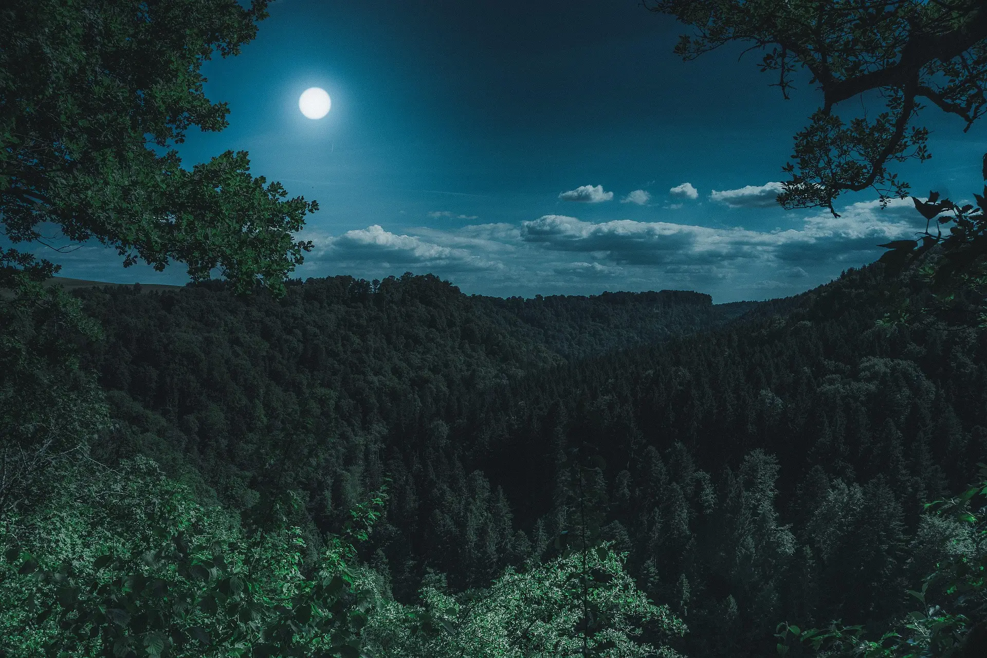 Beautiful scenary of forest and bright moon seen in the image.