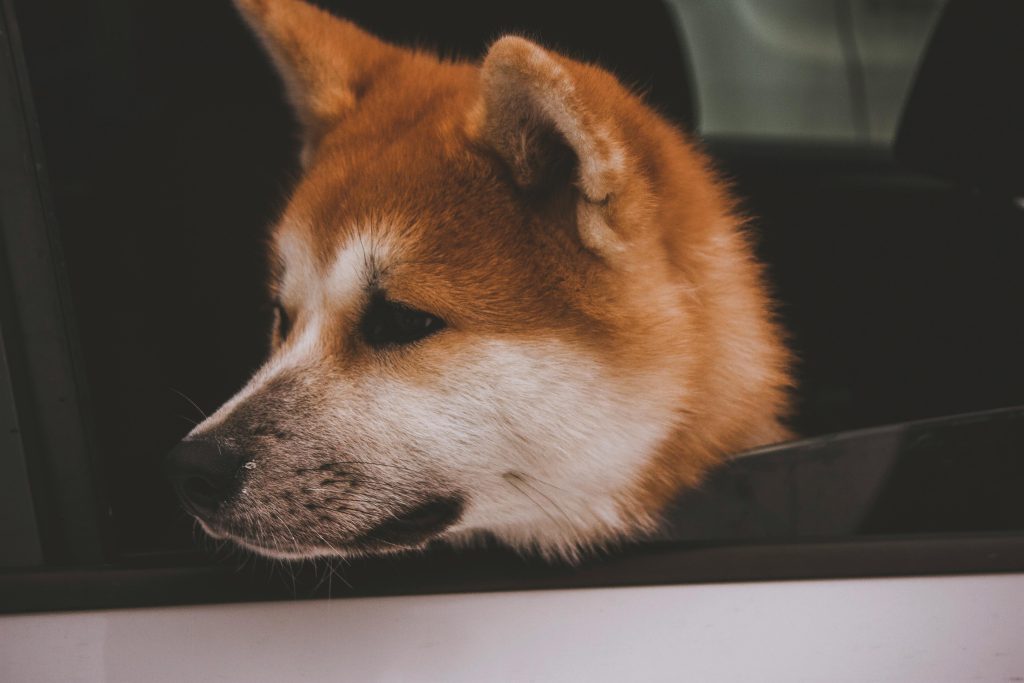 Cute Akita Inu dog looking out a car window, capturing a moment of curiosity and exploration.