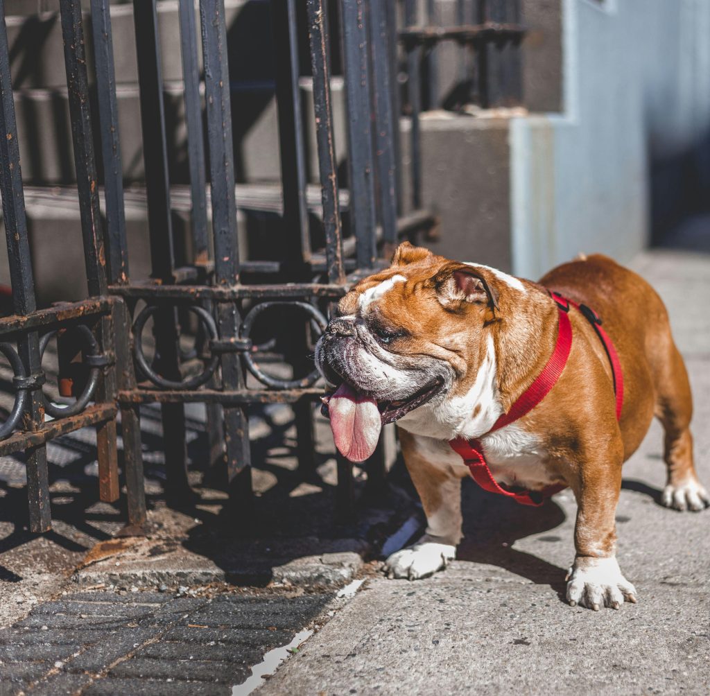 Adorable English Bulldog with red leash enjoying a sunny day in New York City.