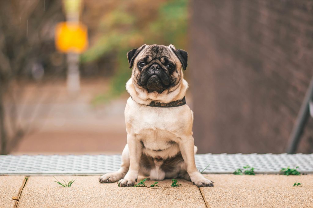 Adorable pug sitting outdoors in Weert, Netherlands, capturing attention with its curious gaze.