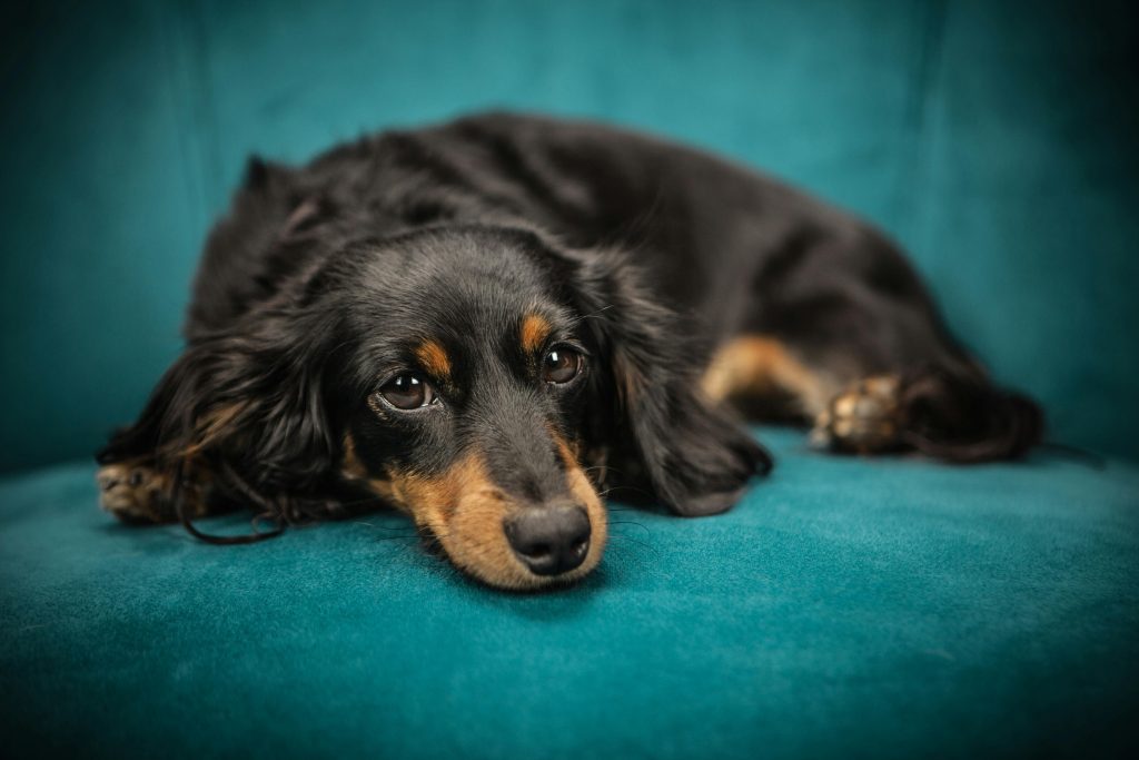 Cute black dachshund puppy lounging on a teal chair indoors, looking calm and relaxed.