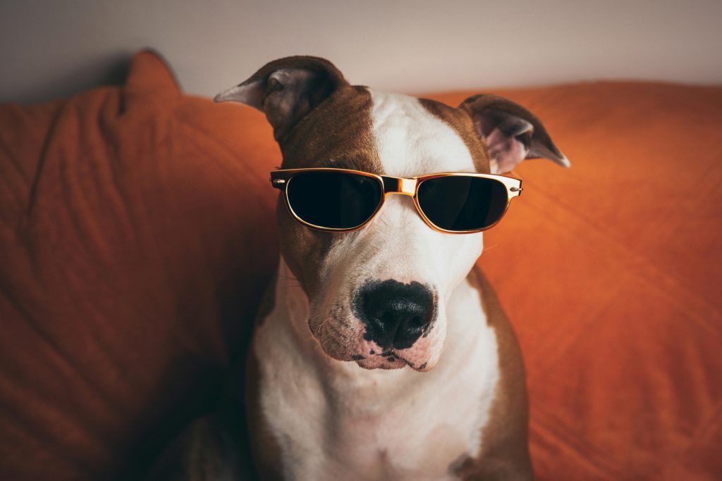 A stylish dog wearing sunglasses poses humorously on an orange couch indoors. it is one dog breeds you must never own in 2025.