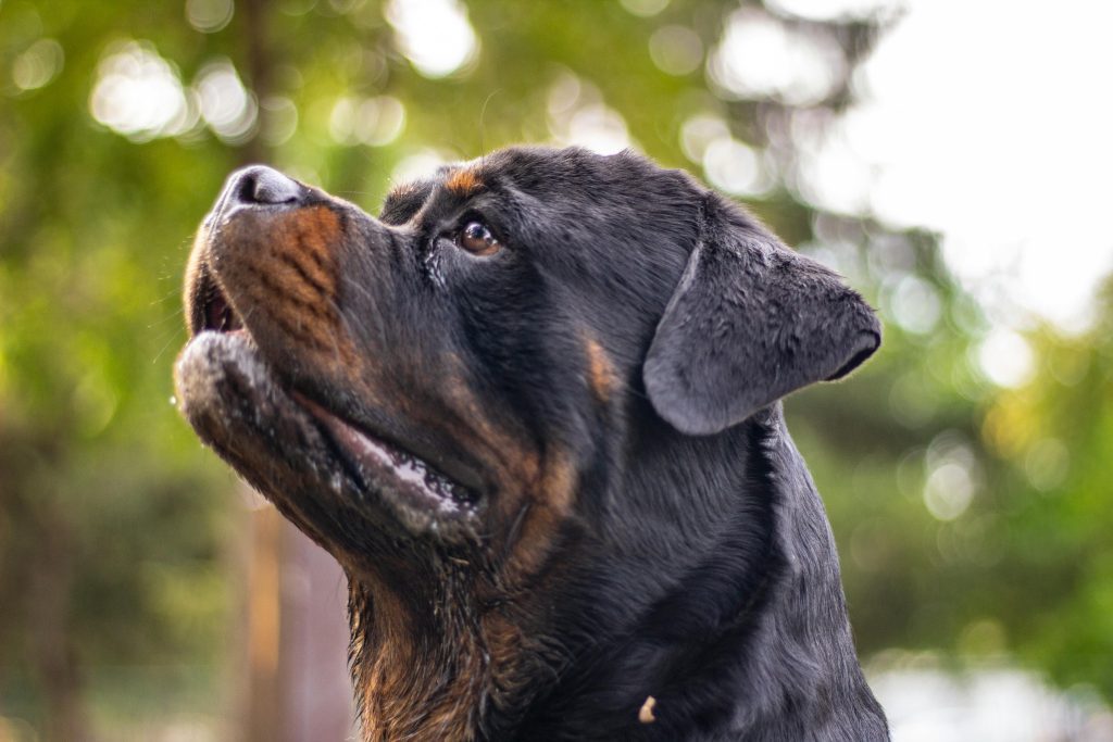 A close-up portrait of a Rottweiler dog with a blurred green background, showcasing loyalty.