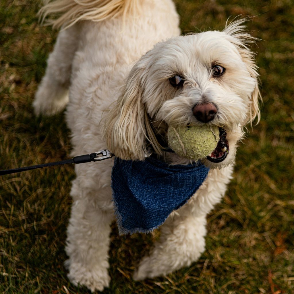 Maltese dog playing with the tennis ball