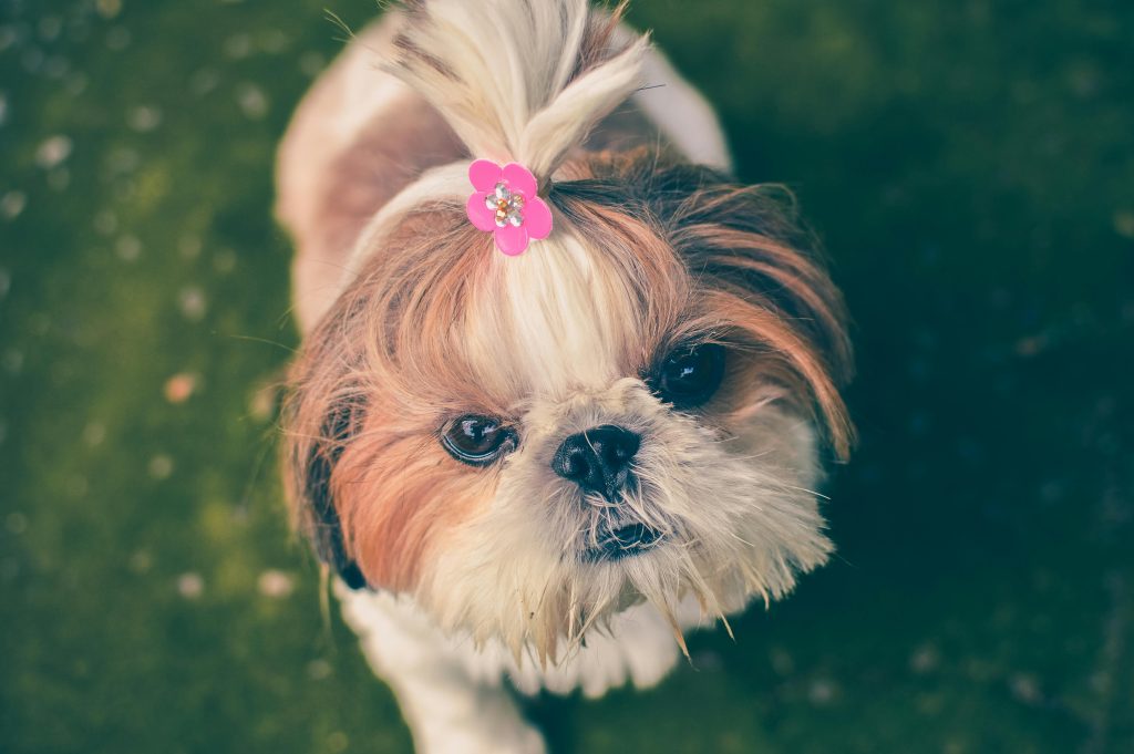 Cute Shih Tzu puppy with a pink bow in its hair gazes up on a grassy background, showcasing its adorable charm.