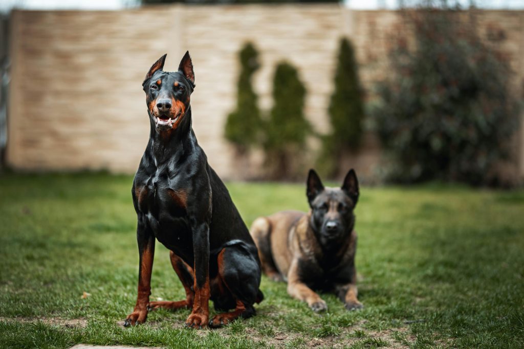 A Doberman and another dog in a grassy garden setting, Slovakia.