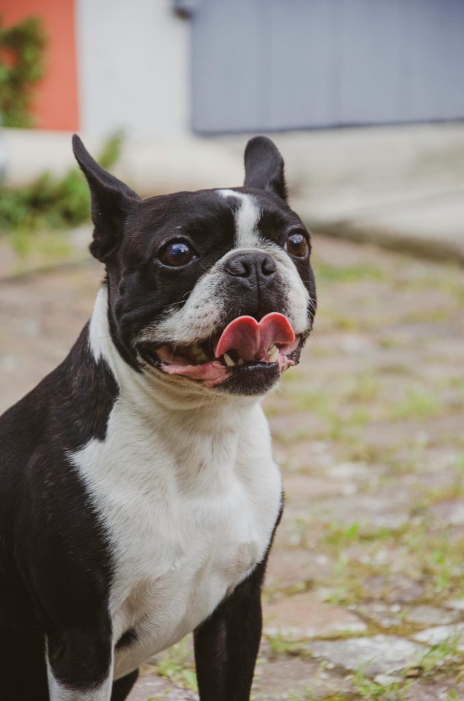 Charming portrait of a Boston Terrier in an outdoor setting, looking directly at the camera.