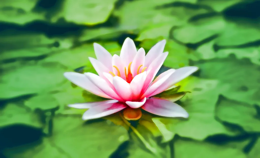 Vibrant pink water lily blooming gracefully on a lush green pond. it signifies  mastering mindfulness.